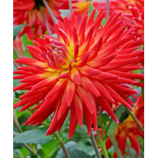 Георгина Карма Бон Бини (полукактусовая)