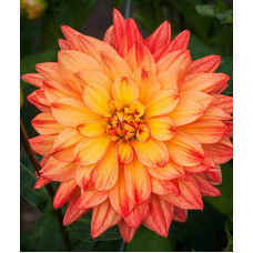 Георгина Карма Фиеста (декоративная)