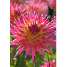 Георгина Карма Сангрия (кактусовая)