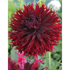 Георгина Кенора Макоп-Би (бахромчатая)