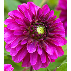 Георгина Лайлак Булл (декоративная)