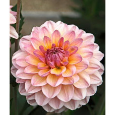 Георгина Майя (декоративная)