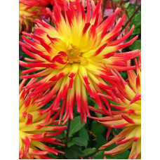 Георгина Мерлуза (полукактусовая)