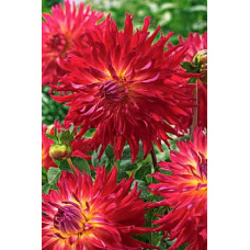 Георгина Мингус Джеки (полукактусовая)