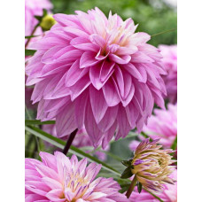 Георгина Парадайс Сити (декоративная)