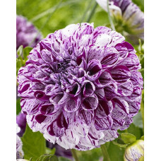 Георгина Марбл Болл (шаровидная)