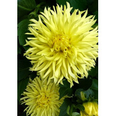 Георгина Промис (бахромчатая)