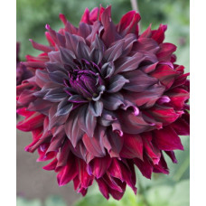 Георгина Рип Сити (декоративная)