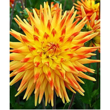 Георгина Райзинг Сан (полукактусовая)