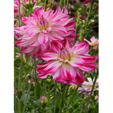 Георгина Сент Мартин (декоративная)