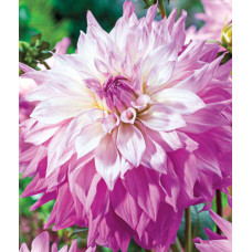 Георгина Сэр Альф Рамсей (декоративная)