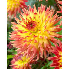 Георгина Саммер Бриз (декоративная)