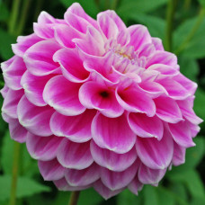 Георгина Свит Лав (декоративная)