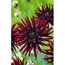 Георгина Треббиано (полукактусовая)