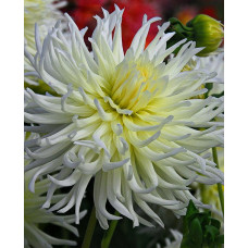 Георгина Уайт Стар (кактусовая)