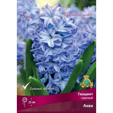 Гиацинт садовый Аква