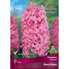 Гиацинт садовый Анна Мари