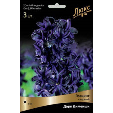 Гиацинт садовый Дарк Дименшн
