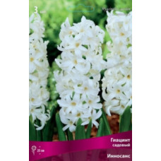 Гиацинт садовый Инносанс