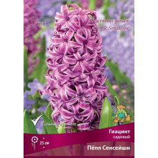 Гиацинт садовый Пёпл Сенсейшн
