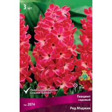 Гиацинт садовый Ред Мэджик