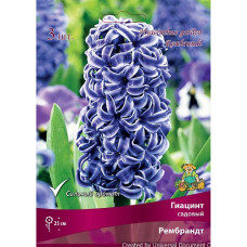 Гиацинт садовый Рембрандт