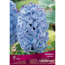 Гиацинт садовый Скай Джэкет