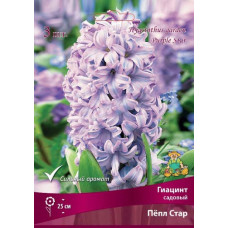 Гиацинт садовый Пёпл Стар