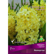 Гиацинт садовый Йеллоустон