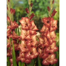 Гладиолус Антика (крупноцветковый)