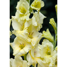 Гладиолус Деббиэнн (крупноцветковый)