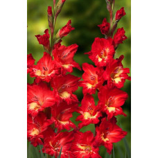 Гладиолус Дебюсси (крупноцветковый)