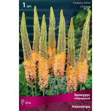 Эремурус гибридный Клеопатра 