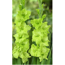 Гладиолус Эвергрин (крупноцветковый)