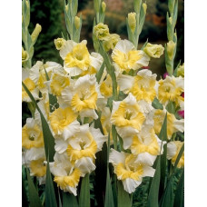 Гладиолус Багги (крупноцветковый) 