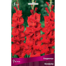 Гладиолус Бонфайр (крупноцветковый) 