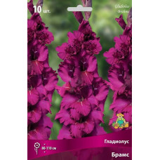 Гладиолус Брамс (крупноцветковый) 