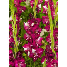 Гладиолус Дэрд (крупноцветковый)