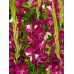 Гладиолус Дэрд (крупноцветковый)