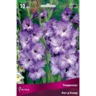 Гладиолус Кот д'Азюр (крупноцветковый)  