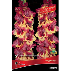 Гладиолус Марго ("Российская селекция") 