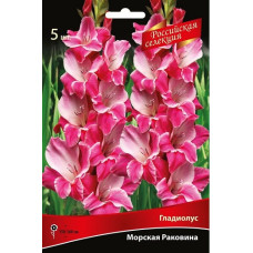 Гладиолус Морская Раковина ("Российская селекция") 
