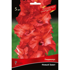 Гладиолус Новый Завет ("Российская селекция") 