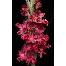 Гладиолус Павел Дацюк ("Российская селекция") 