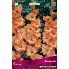 Гладиолус Принцесс Раффл (гофрированный)