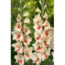Гладиолус Аякс (крупноцветковый)