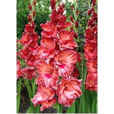 Гладиолус Бимбо (крупноцветковый)