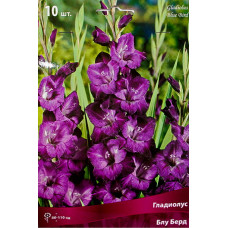 Гладиолус Блу Берд (крупноцветковый)
