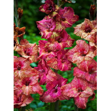 Гладиолус Брюнетка (крупноцветковый)