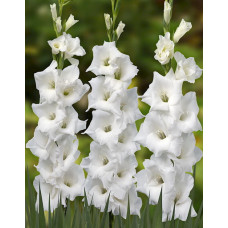 Гладиолус Колумб (крупноцветковый)